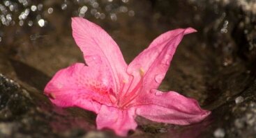 Azalijų, rododendrų, irisų žydėjimas japoniškame sode