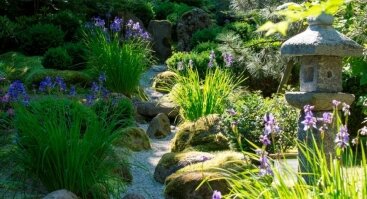 Azalijų, rododendrų, irisų žydėjimas japoniškame sode