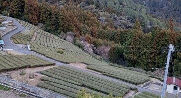 Paskaita „Sveikata iš gamtos. Tiesa ir mitai apie žaliąją arbatą“