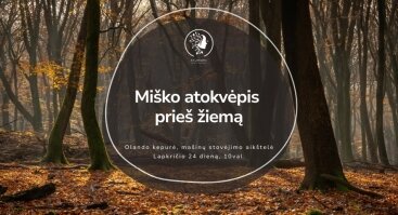 Miško terapija: Miško atokvėpis prieš žiemą 