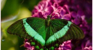 Gyvų tropinių drugelių paroda