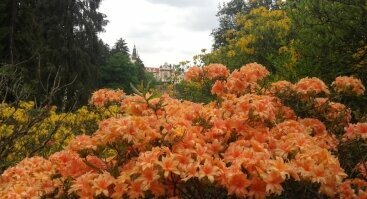 Paskaita apie Čekijos botaniko sodų bei parkų žolinių dekoratyvinių augalų kolekcijas
