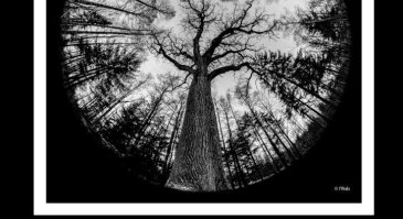 Fotomenininko Iridijaus Švelnio fotografijų paroda „Medžių grafika“