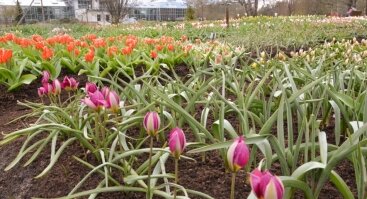 Tulpių žydėjimo savaitė VDU Kauno botanikos sode
