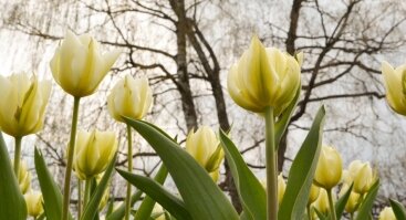 Tulpių žydėjimo savaitė VDU Kauno botanikos sode