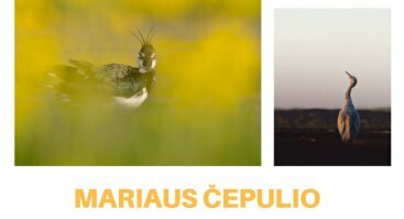 Mariaus Čepulio fotografijų paroda „Paukščiai kitaip“ 
