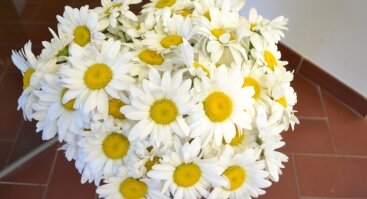 Gražiausių vasaros gėlių paroda Vilniaus Botanikos sode