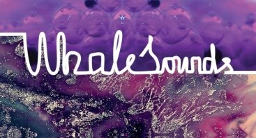 WhaleSounds „Muzikiniai nardymai“